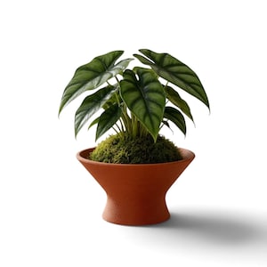 May include: An Alocasia plant with dark green, heart-shaped leaves featuring prominent silver veins. The plant is potted in a wide, flared, terracotta-colored planter with a textured surface, with green moss covering the soil base.