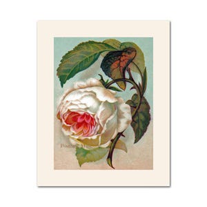 Victorian Rose Antique Image Poster Print