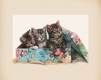 Kittens In A Box New 4x6 Vintage Postcard Image Photo Print FN36