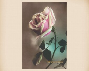 Tinted Rose New 4x6 Vintage Postcard Image Photo Print FF30