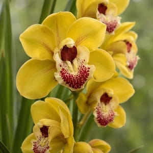 May include: A vibrant yellow Cymbidium orchid stem featuring multiple open blossoms and closed buds. Each flower displays broad, rounded petals and a central labellum with a deep maroon, speckled pattern against a creamy white background.