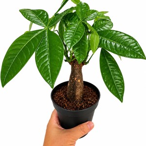 Live Money Tree Plant, Pachira Aquatica, Feng Shui Indoor Houseplant (4 Inch Pot) bild 3