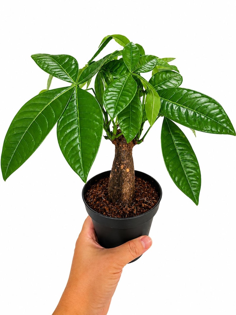 Live Money Tree Plant, Pachira Aquatica, Feng Shui Indoor Houseplant (4 Inch Pot) bild 3