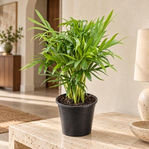 Parlor Palm Live Plant, Chamaedorea Elegans, Indoor Houseplant in Nursery Pot, Tropical Greenery, Housewarming Gift