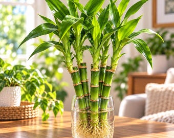 May include: A lucky bamboo plant with five green stalks arranged in a clear glass vase filled with water. The stalks feature segmented nodes and vibrant green leaves at the top, with a dense network of light-colored roots visible in the water.