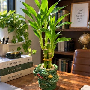 May include: A lucky bamboo plant with multiple green stalks tied together with a gold ribbon, potted in a green ceramic dragon-shaped planter filled with white pebbles. The plant features long, pointed green leaves extending from the stalks.