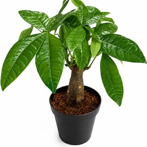 Live Money Tree Plant, Pachira Aquatica, Feng Shui Indoor Houseplant (4 Inch Pot) bild 5