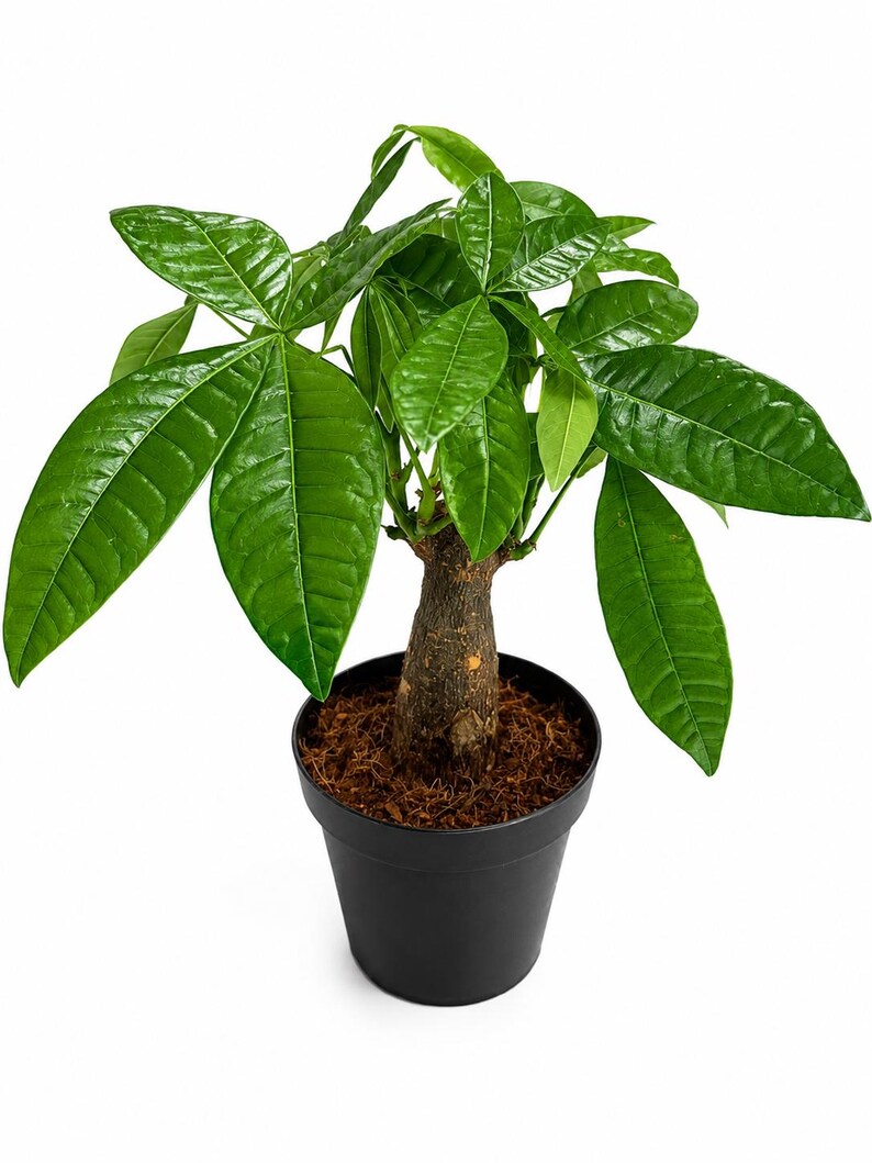 Live Money Tree Plant, Pachira Aquatica, Feng Shui Indoor Houseplant (4 Inch Pot) bild 5