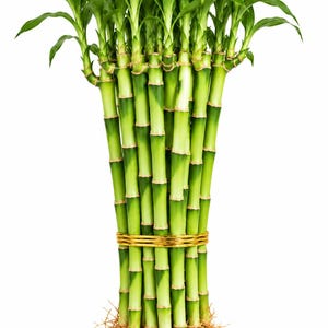 18-Inch Live Lucky Bamboo–Indoor Feng Shui Good Luck Gift