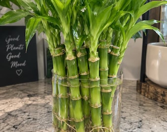 6" Lucky Bamboo Stalks – Feng Shui Live Plants (1-10) – Water or Soil Grow