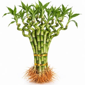 16-18 Inch Curly Lucky Bamboo–Indoor Feng Shui Good Luck Gift