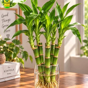May include: A cluster of five lucky bamboo stalks with vibrant green leaves arranged in a clear glass vase filled with water. The stalks feature visible nodes and a dense network of light brown roots submerged at the bottom of the glass container.