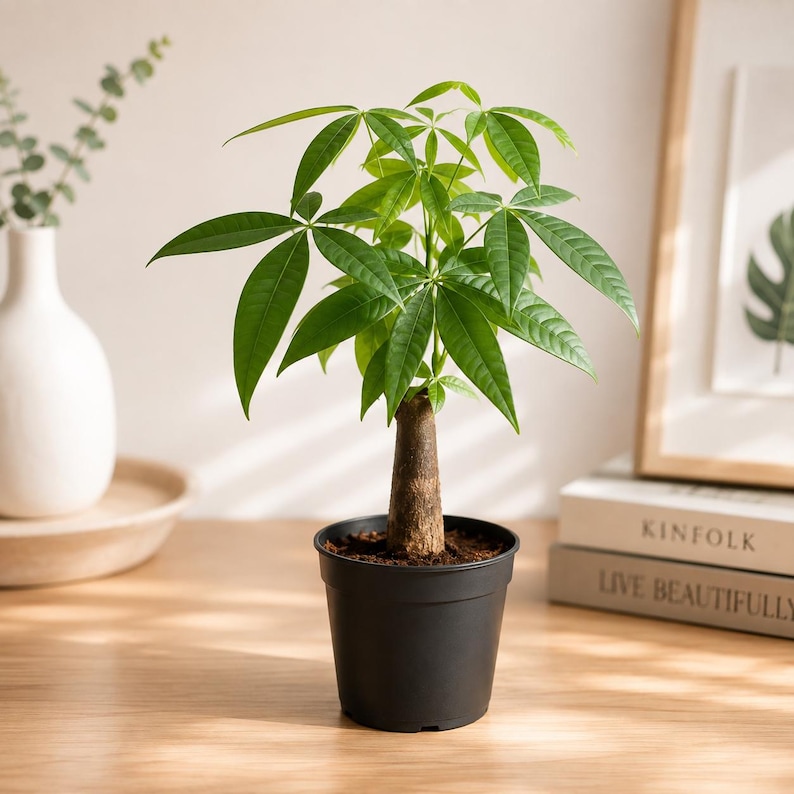 Live Money Tree Plant, Pachira Aquatica, Feng Shui Indoor Houseplant (4 Inch Pot) bild 1