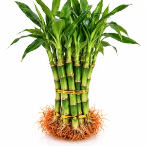 May include: A bundle of lucky bamboo stalks with vibrant green leaves and segmented stems, secured together by two horizontal gold bands, featuring a dense, tangled mass of orange-brown roots extending from the base of the plant.