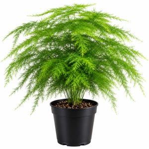 Live Asparagus Fern Plant – Lush Feathery Greenery, Easy Care Indoor Houseplant, Beautiful Home Decor, Perfect Plant Gift (4 inch pot)