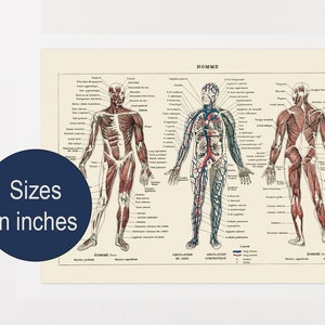 IN Large Human Anatomy Poster. Giclee print of 1922 French vintage dictionary plate. Gift for doctor, medical student nurse Office decor