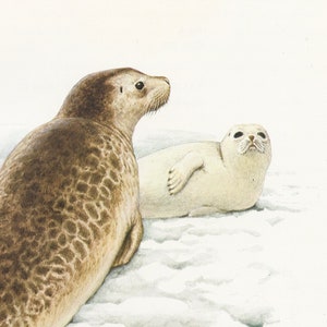 1970 Ringed seal + pup print. Vintage seal poster. Antique French animal art. Arctic Marine Wildlife art. Endangered aquatic mammals