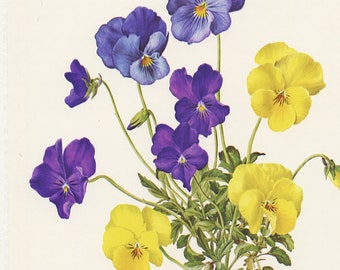 1972 Illustration de pensées jaunes et violettes vintage. Art botanique vintage. Fleurs jaunes. Décoration florale.