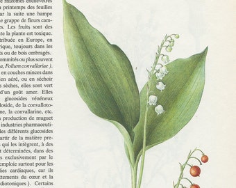 1986 Illustration de Muguet. Petite affiche plantes médicinales. Vergerette Cadeau pour jardinier, fleuriste ou botaniste, cuisinier