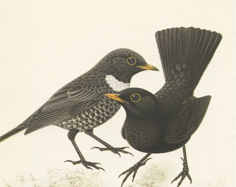 Blackbird & Ring ouzel thrush print from 1961. Vintage bird poster. Bird art for bird nerd. Bird gift Vintage bird decor Ornithology gift