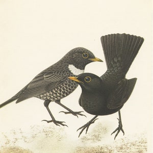 Blackbird & Ring ouzel thrush print from 1961. Vintage bird poster. Bird art for bird nerd. Bird gift Vintage bird decor Ornithology gift
