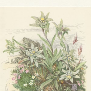 Illustration d'Edelweiss de 1959 vintage. Petite affiche de fleurs sauvages. Leontopodium nivale Art botanique cadeau botanique image 1