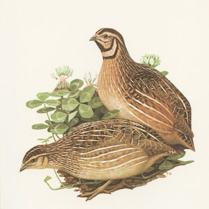 Cute quail bird art print from 1960. Coturnix Vintage bird decor. Bird gift for bird nerd. Ornithologist office decor. Wildlife art game