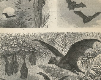 1890 Antique Bats engraving. Small black and white German print lithograph. Vintage animal poster. Zoology Teacher gift Flying machine