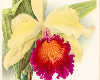 Yellow & purple Cattleya Dowiana orchid print 1953. Small exotic botanical wall art. Orchid flower painting. Living room, greenhouse gift