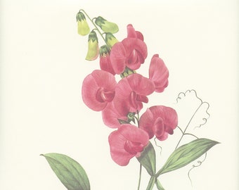 Pink Sweet Peas flower art print from 1986 by Redoute. Vintage botanical art. Purple flower poster botanist gift Floral nursery decor Indian