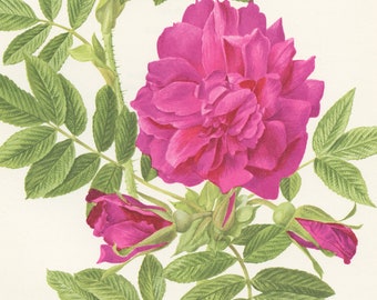 Affiche de Roses Vintage de 1962. Roseraie de l'Hay rose fuchsia. Illustration florale ancienne gravure botanique peinture de roses rose