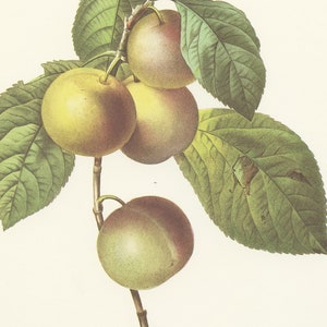 Greengage plum tree Redouté botanical print. 1986 Vintage botanical art. Fruit poster. Kitchen decor French country decor. Fruit print gifts