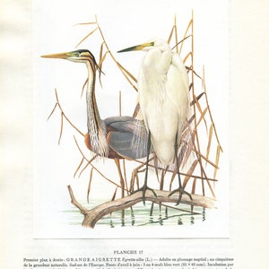 Great egret & purple heron bird art from 1962 for vintage wading bird decor. White water bird prints. Bird gifts for bird nerds by Barruel