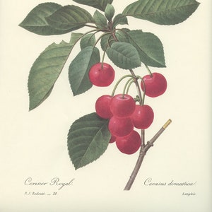 ROyal cherry tree Redouté botanical print. 1986 Vintage botanical art. Fruit poster. Kitchen decor French country decor Kitchen art Fruit
