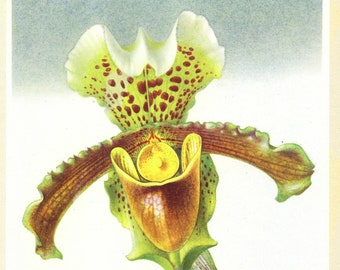 1953 Illustration d'orchidée Sabot de Vénus Paphiopedilum Hybridum. Cadeau pour collectionneur jardinier fleuriste botaniste. Petite affiche