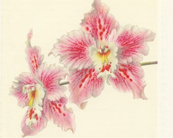 1953 Illustration d'orchidée rose Odontoglossum Crispum pour décoration florale botanique. Cadeau pour jardinier fleuriste pépiniériste