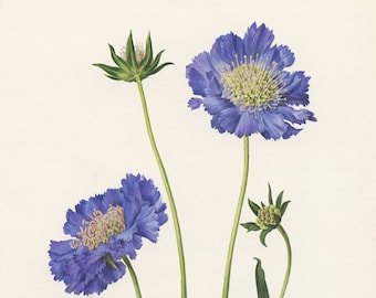 Small vintage blue pincushion flowers botanical print from 1970. Scabious flower print. Botanical art poster. Gardener gift Cottage French