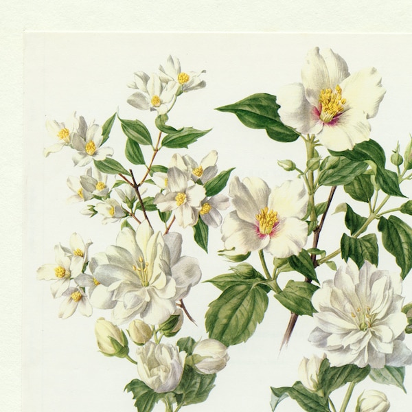 White Mock orange Philadelphus botanical print from 1972. Vintage botanical art floral wall art decor. Teacher gift for gardener Idaho state