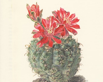 Red spider cactus poster, 1954 Vintage Gymnocalycium Baldianum botanical print.Dwarf chin cactus Botanical art Cactus desetr Plant art Cacti