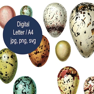 Fichiers png svg jpg d'oeufs à imprimer. Illustration digitale. Feuille digitale Déco Pâques. Téléchargement immédiat