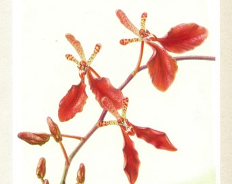 Illustration d'orchidée rouge Renanthera Imschootiana pour décoration florale 1953. Cadeau pour collectionneur orchidees jardinier fleuriste