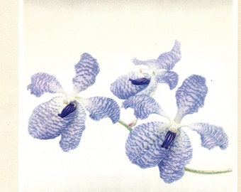 Illustration d'orchidée bleue Vanda Coerulea pour décoration florale 1953. Cadeau pour collectionneur orchidees, jardinier fleuriste