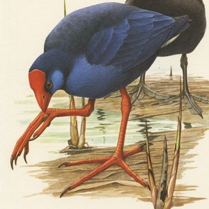 Op de afbeelding: Een schilderij van twee paarse waterhoentjes, een staat op zijn lange rode poten en de ander zit op een tak. De vogel op de tak heeft een wit gezicht en een rode kroon.