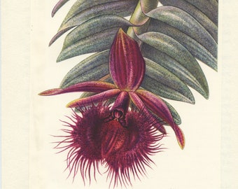 1953 Illustration d'orchidée Epidendrum Medusae pour décoration florale. Cadeau pour collectionneur orchidees, jardinier fleuriste