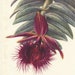 see more listings in the BOTANICAL PRINTS section