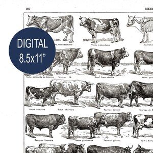 Image digitale de vaches à imprimer. Ancienne illustration de boeufs & taureaux vintage en téléchargement immédiat. Décoration de ferme