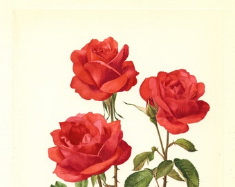 Miss France Antique rose print. 1962 Deep Red botanical rose print. Vintage red rose art print. Romantic gift. French roses poster Country