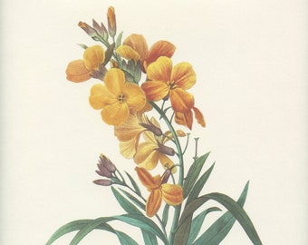 Vintage Yellow Pelargonium Botanical Print From 1986 by - Etsy