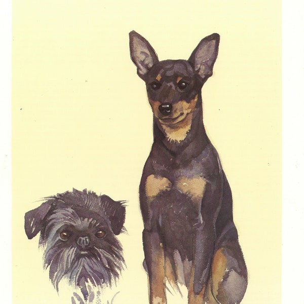 1975 Vintage illustration de petits chiens. Poster de Pinscher Nain + Griffon Belge. Cadeau chien Aquarelle de chien peinture de chien