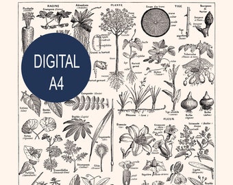 A4 Printable Plant Art. 21 x 29,7 cm Black and white botanical digital download Letter format print. Digital collage sheet